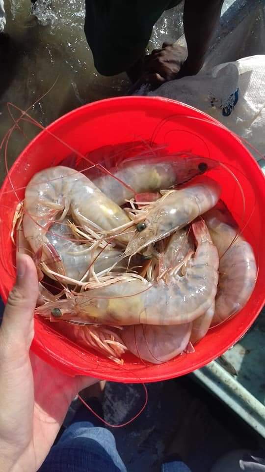 pesca